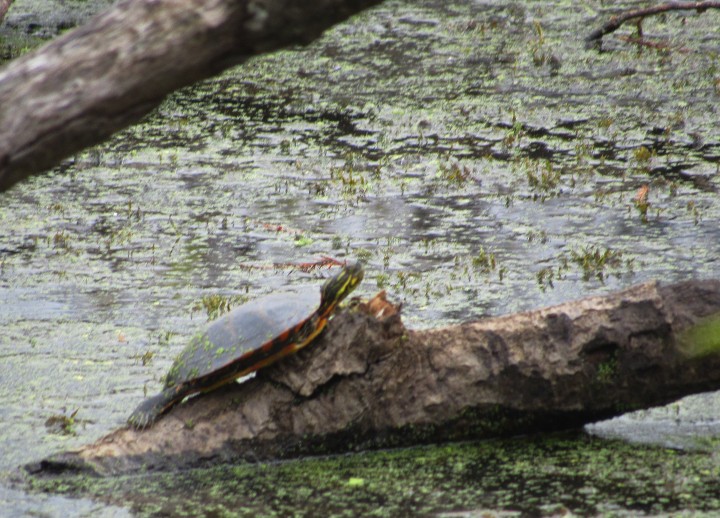 Southern Painted Turtle